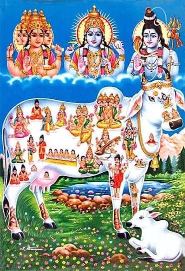 गाय में 33 कोटि देवी-देवताओं का वास होता है