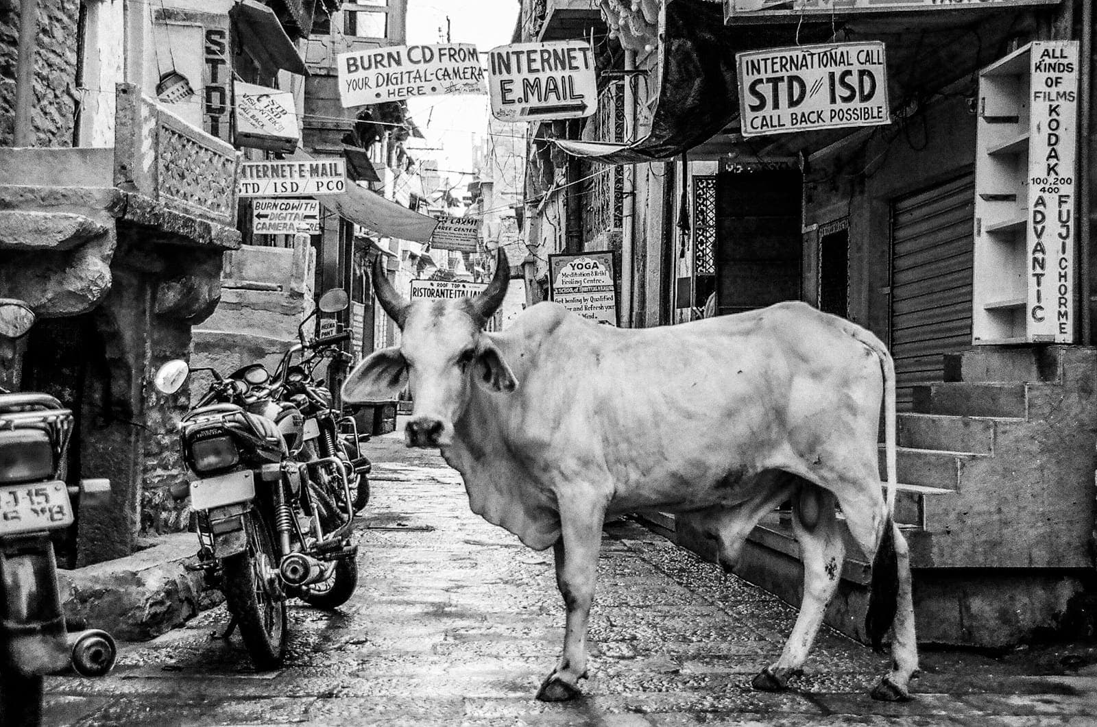 सड़क पर भटकती गौ माता