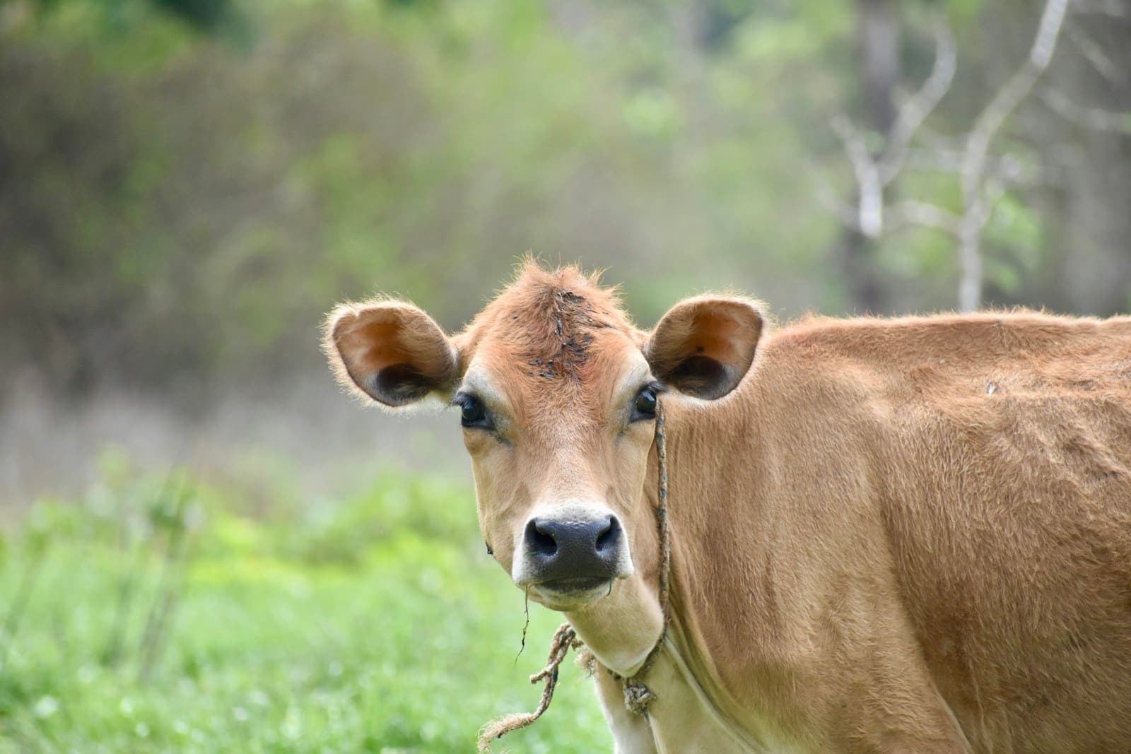 देसी नस्ल की गौ माता