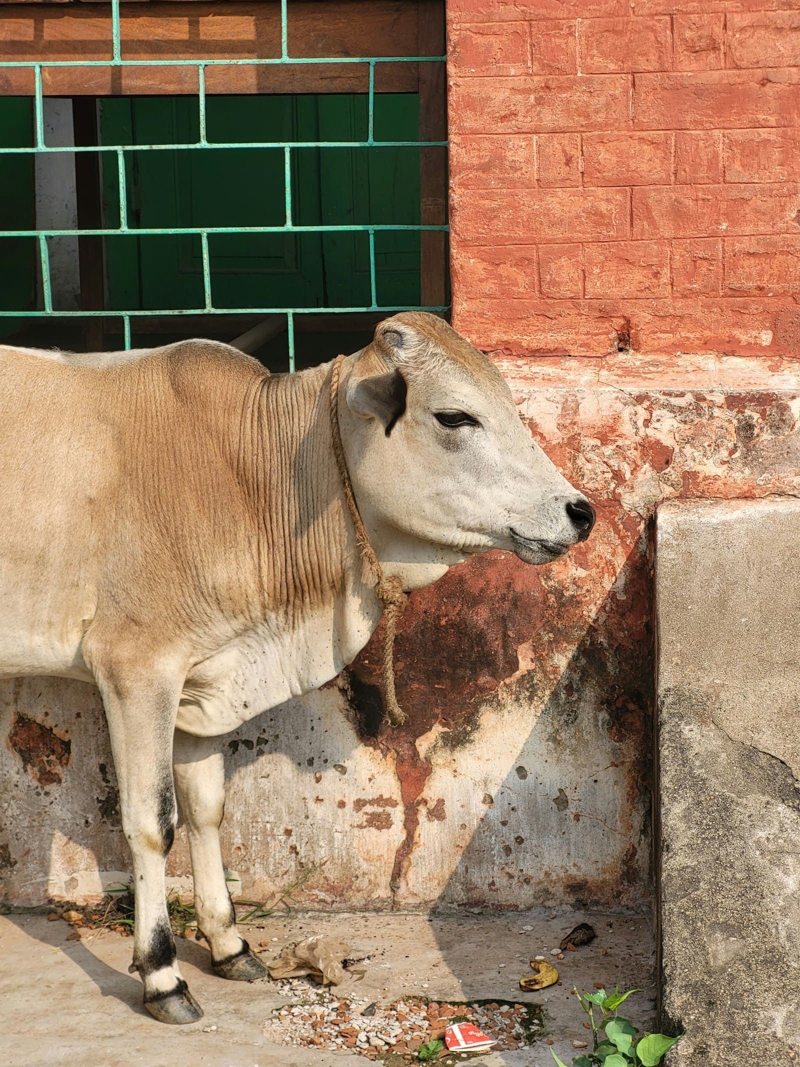 बेसहारा गौ माता